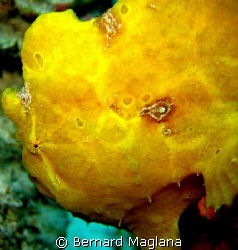 BEAUTY IN YELLOW/Another image from my Moalboal trip.Pana... by Bernard Maglana 
